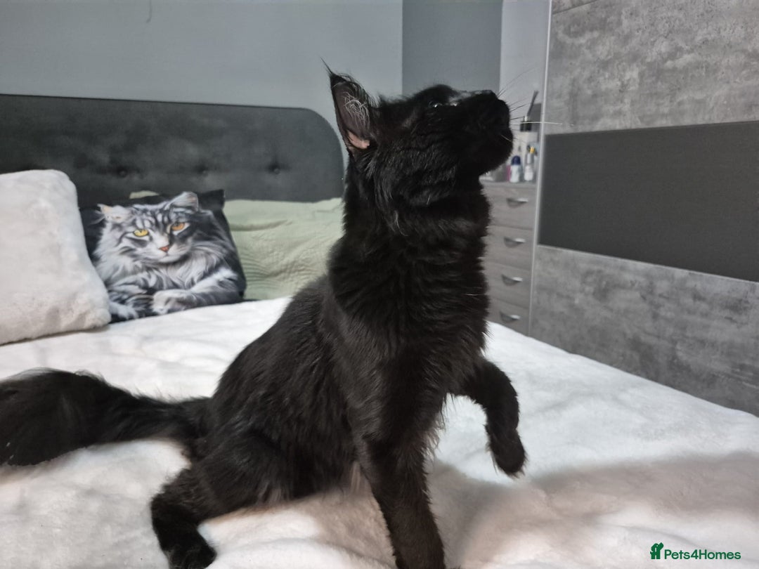 Maine Coon cats for sale: Stunning litter of maine coon kittens  - Advert 21