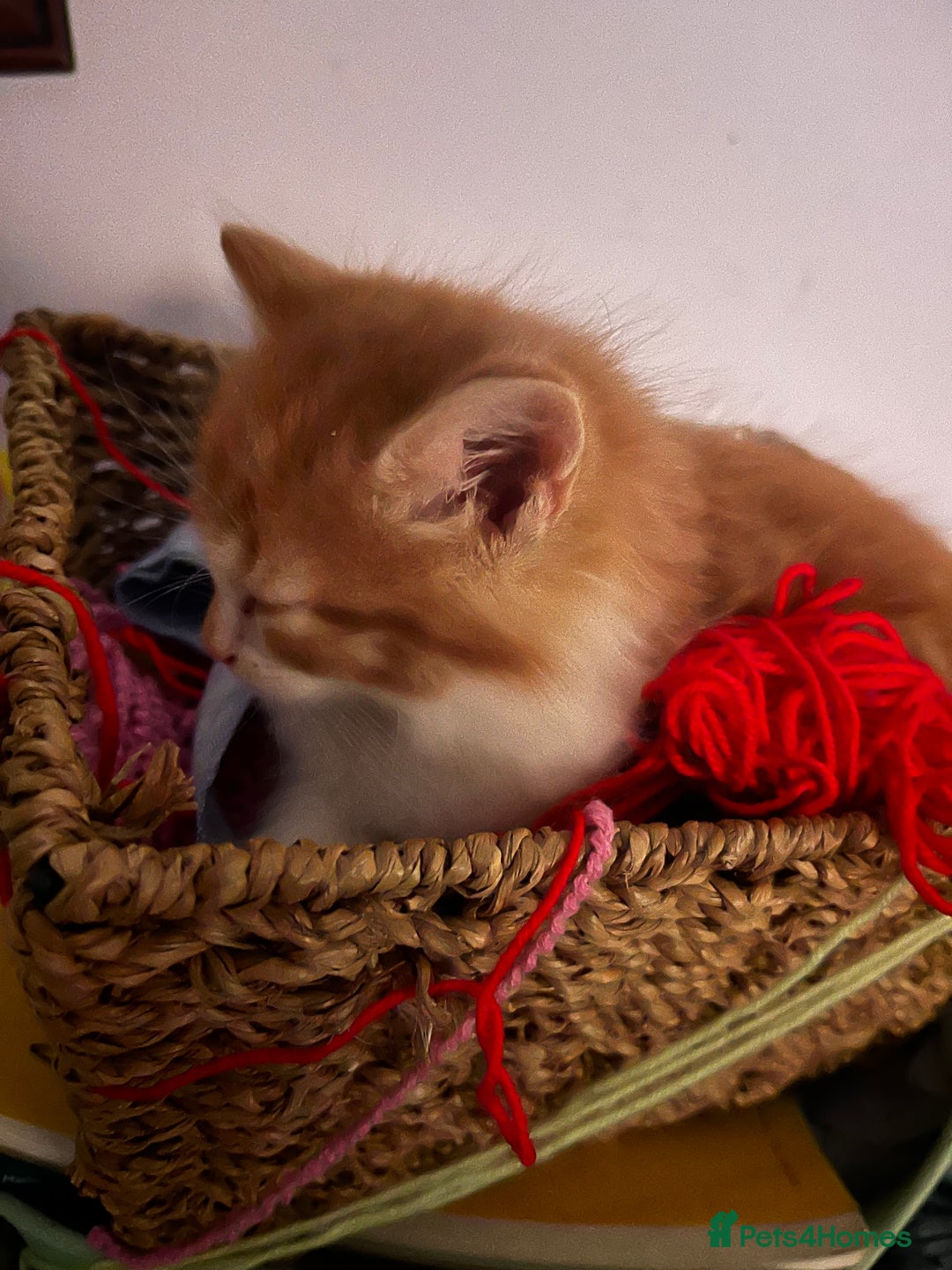 Mixed Breed cats for sale: Gorgeous ginger fluffy male kitten  - Advert 2