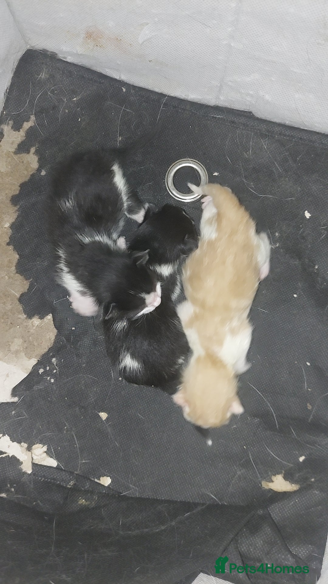 British Shorthair cats for sale: Kittens - Image 3