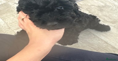 Cockapoo dogs in Crieff - Advert 8