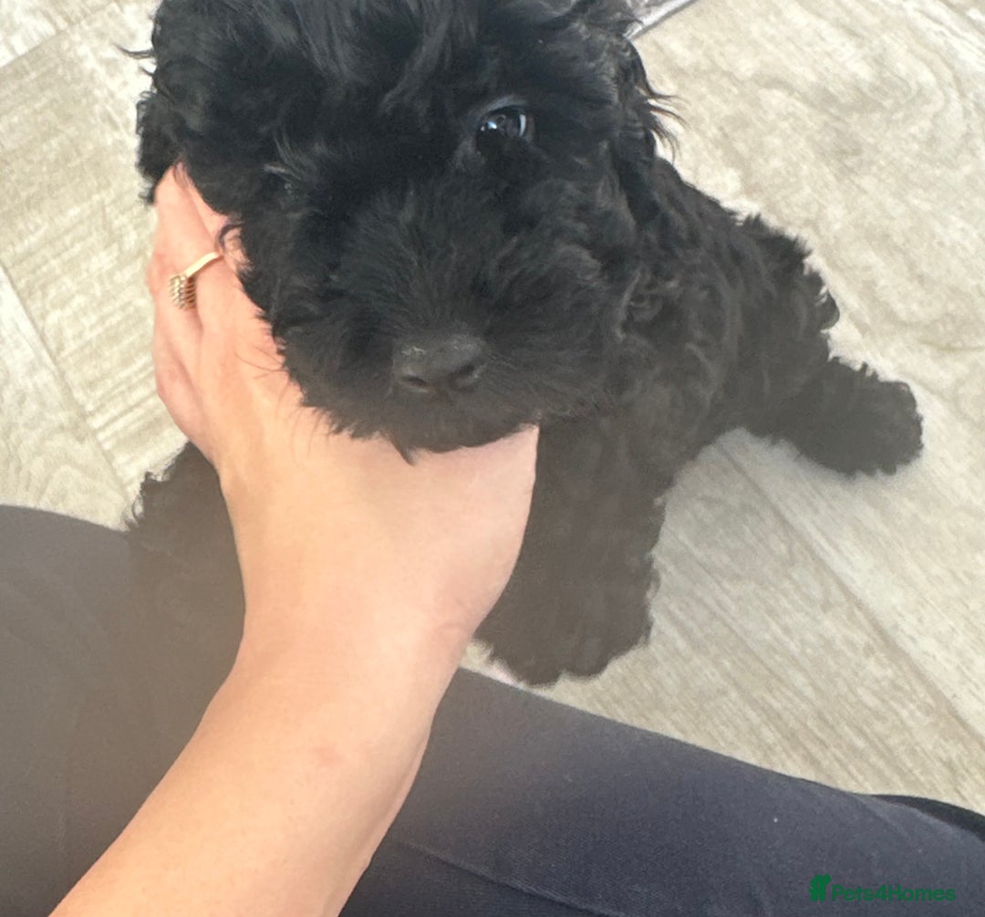 Cockapoo dogs for sale:  Cockapoo puppies F1 *READY TO LEAVE* 1 Girl Left  in Crieff - Image 3