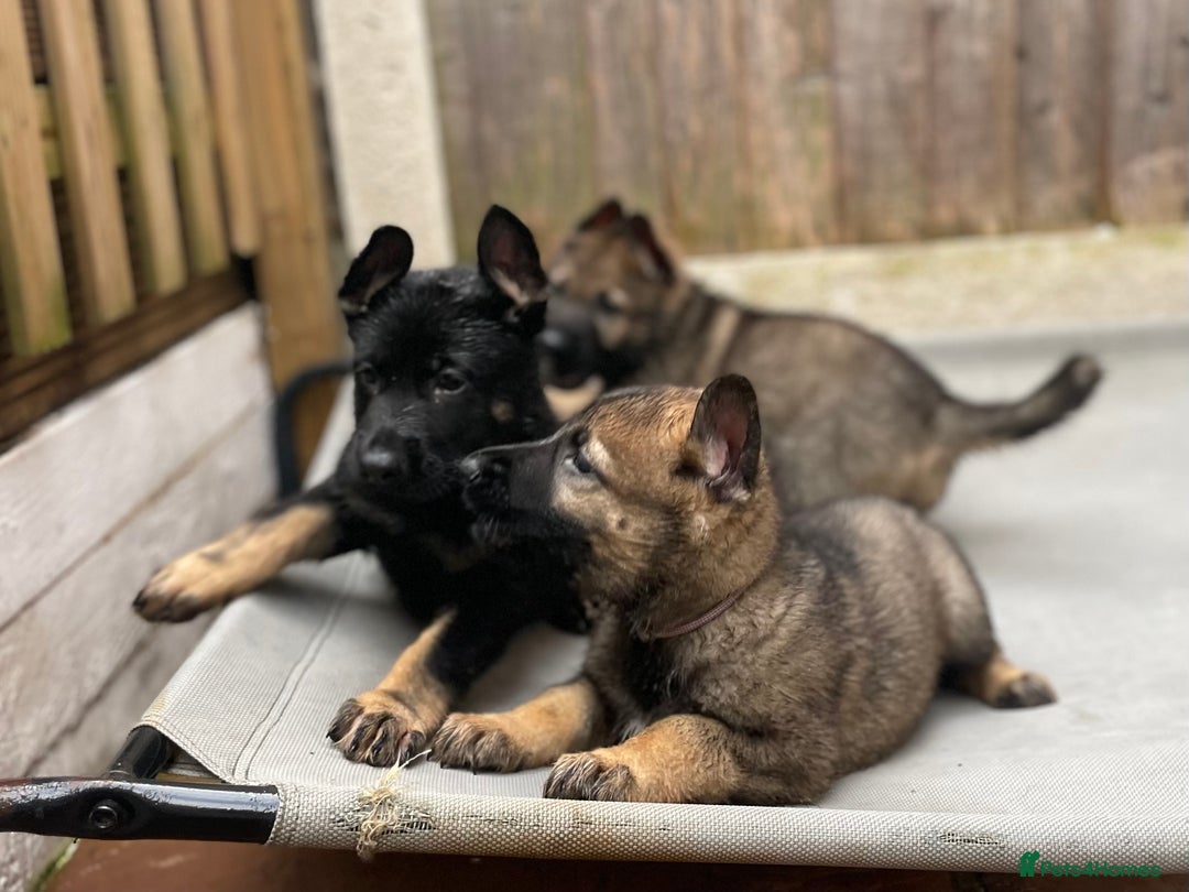 German Shepherd dogs for sale: Kc German Shepherd Puppies - Image 7