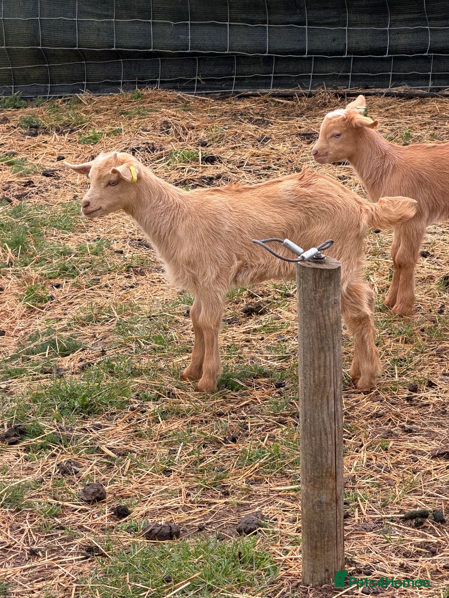 Goats livestock Royal Golden Guernsey starter herd - Advert 2