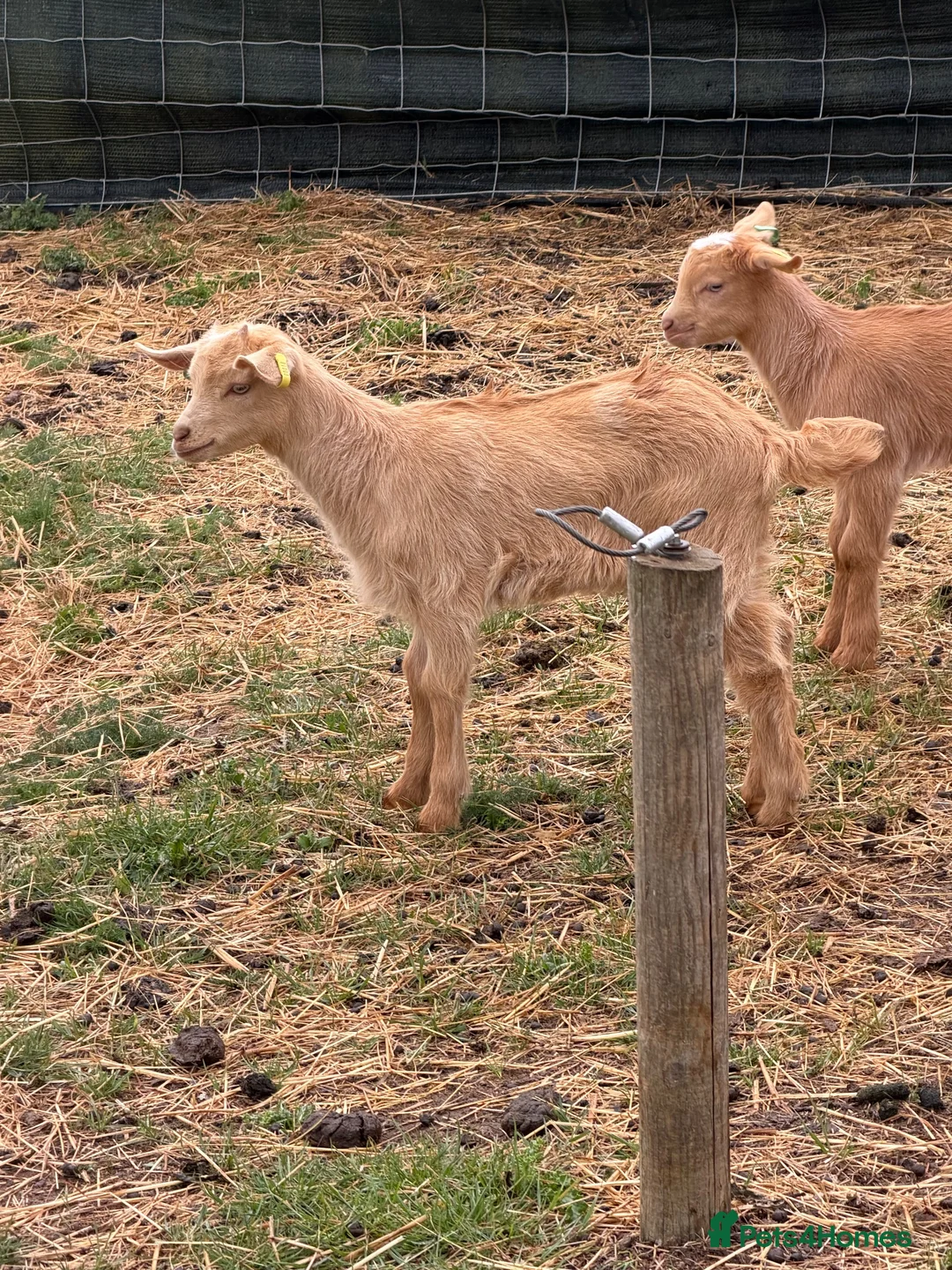 Goats livestock for sale: Royal Golden Guernsey starter herd - Advert 1