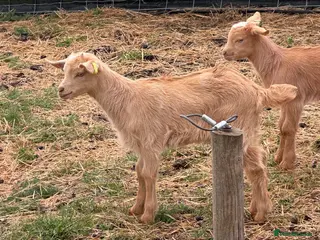 Goats livestock Royal Golden Guernsey starter herd - Advert 18