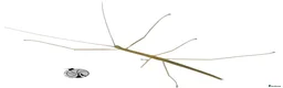 Stick Insects invertebrates for sale: X5 PINK WINGED STICK INSECTS happy to ship :)  - Advert 2