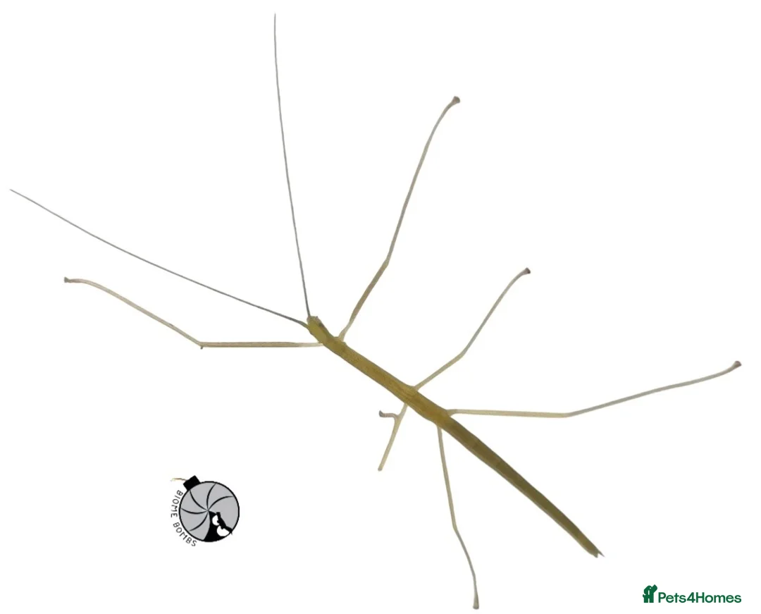Stick Insects invertebrates for sale: X5 PINK WINGED STICK INSECTS happy to ship :)  - Advert 2