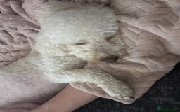 Poochon dogs for sale: Mother and son - Image 14