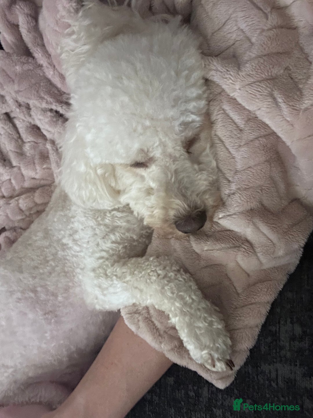Poochon dogs for sale: Mother and son - Image 14