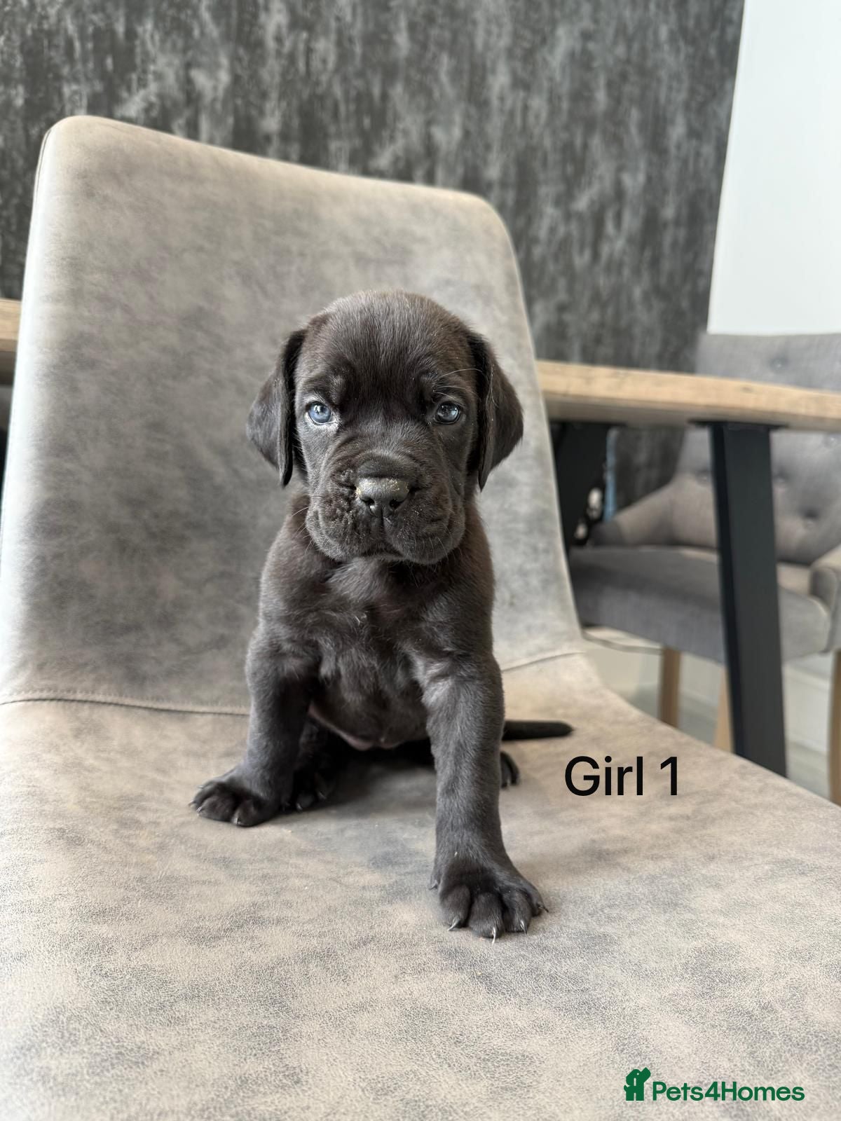 Cane Corso dogs Cane Corso puppies excellent example of the breed  - Advert 1