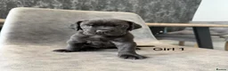 Cane Corso dogs for sale: Ready to collect Exceptional Cane Corso puppies   - Advert 19