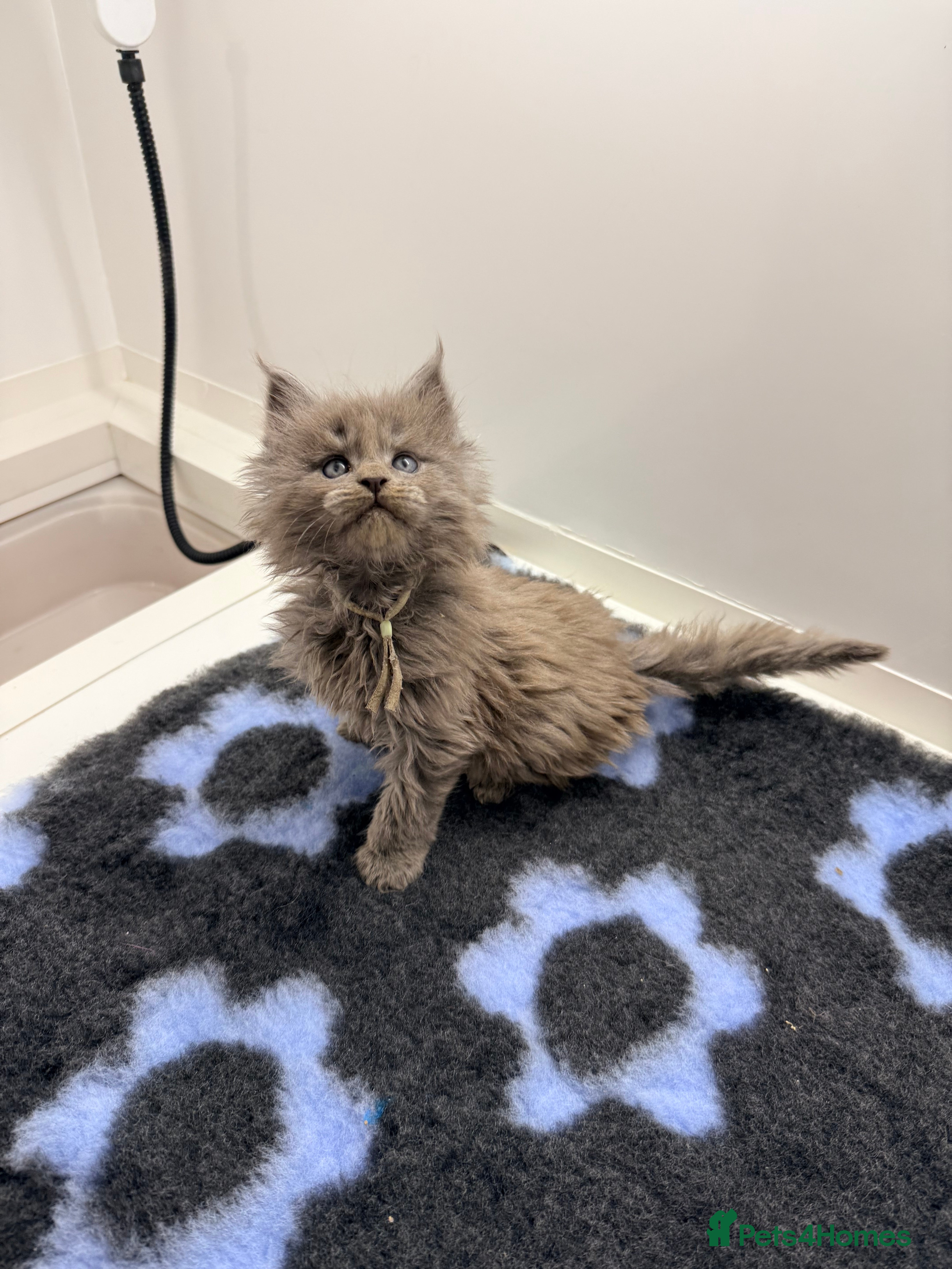 Maine Coon cats 2 Solid Blue Males  - Advert 13