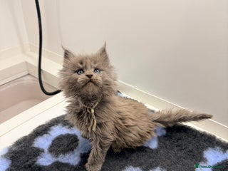 Maine Coon cats 2 Solid Blue Males - Advert 4