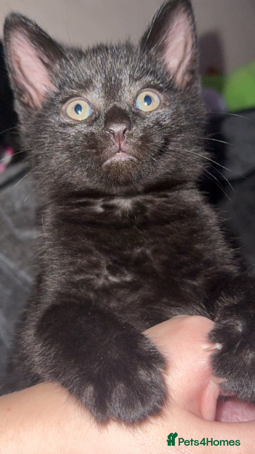 Mixed Breed cats for sale: Kittens looking for forever home - Advert 7