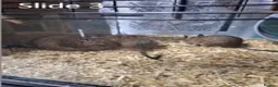 Degus rodents for sale: Young degus blue and brown boys and girls - Advert 2