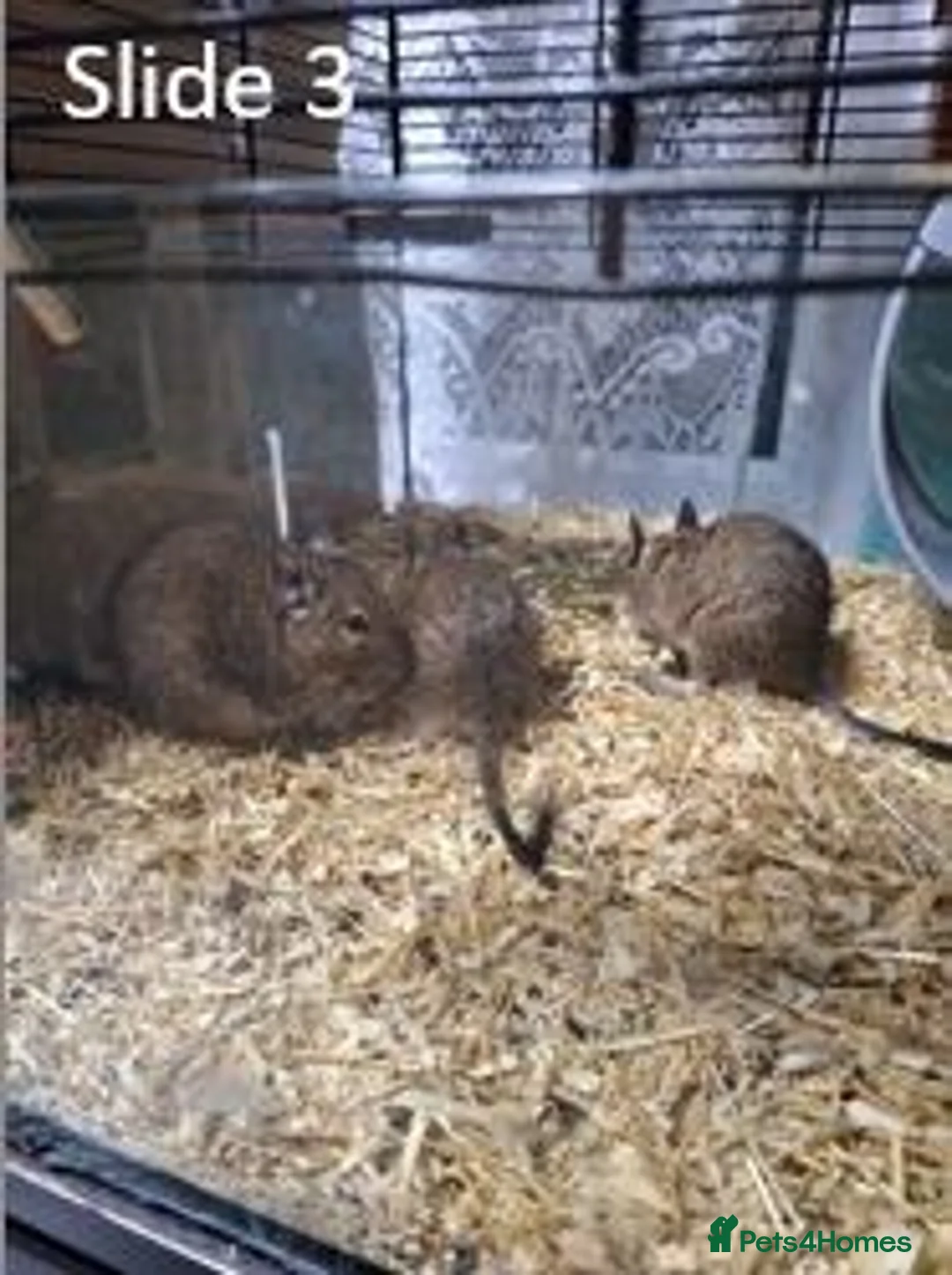 Degus rodents for sale: Young degus blue and brown boys and girls - Advert 2