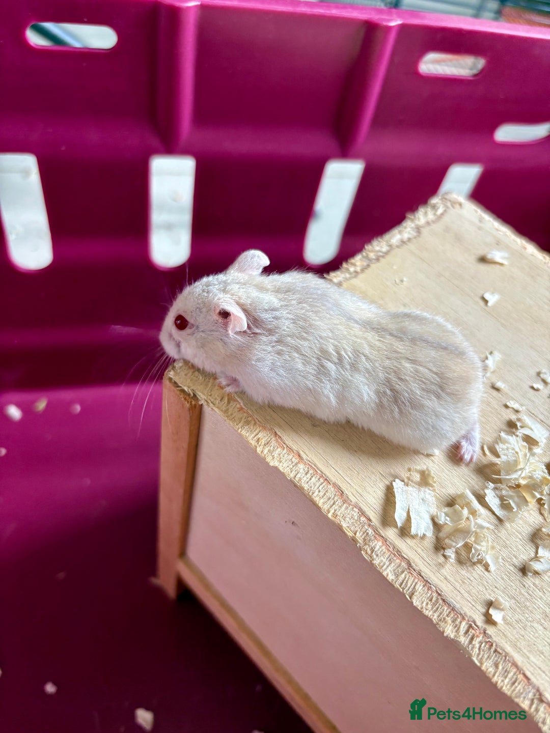 Hamster rodents for sale: Female winter white dwarf hamsters - Image 5