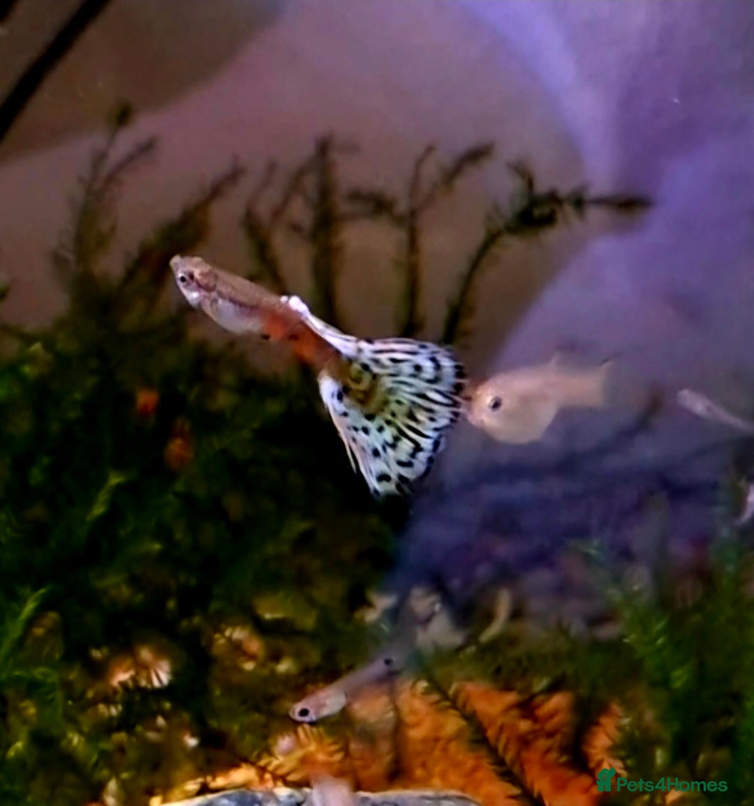 Bettas fish for sale: topaz guppies albino mix - Advert 3