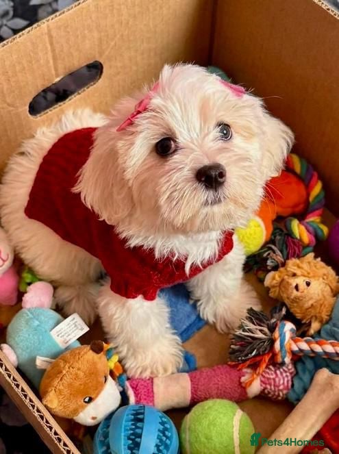 Maltipoo dogs STUNNING MALTIPOO GIRLS READY TO LEAVE NOW!  - Advert 12