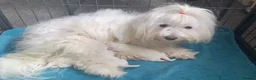 Maltese dogs for sale: Maltese Puppies Girls Ready Now  - Advert 1
