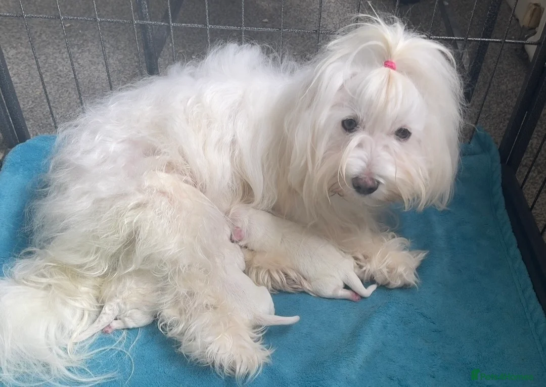 Maltese dogs for sale: Maltese Puppies Girls Ready Now  - Advert 1