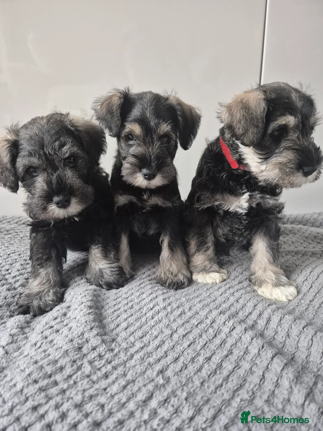Miniature Schnauzer dogs for sale: KC Registered Miniature Schnauzer Puppies - Advert 3