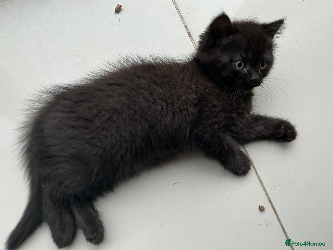 British Shorthair cats for sale: Fabulous colours playful healthy BSH kittens, rare - Image 30