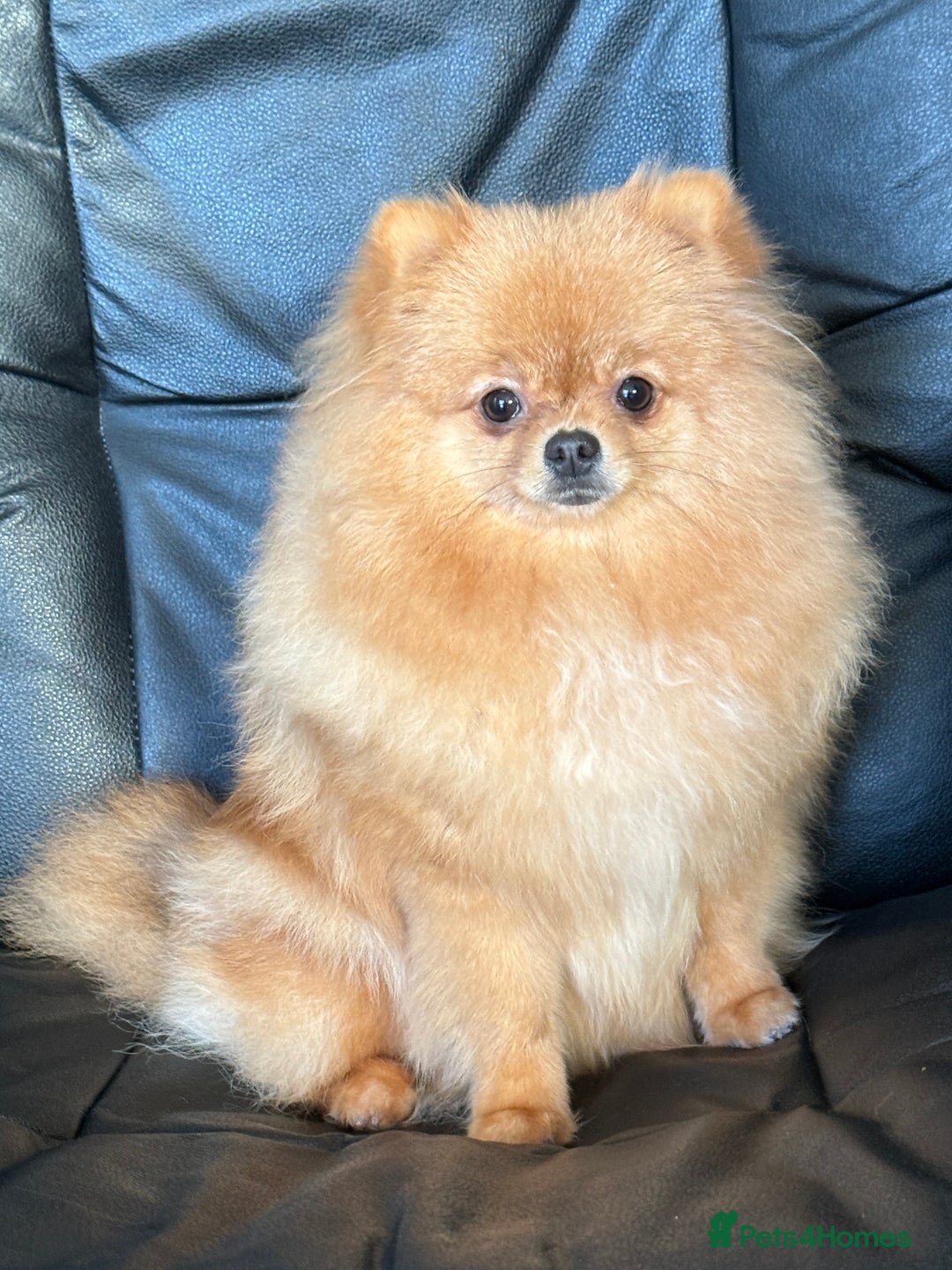 Pomeranian dogs for sale: Super Sweet-Pea - Advert 3