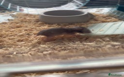 Hamster rodents for sale: Baby Syrian hamsters - Image 2