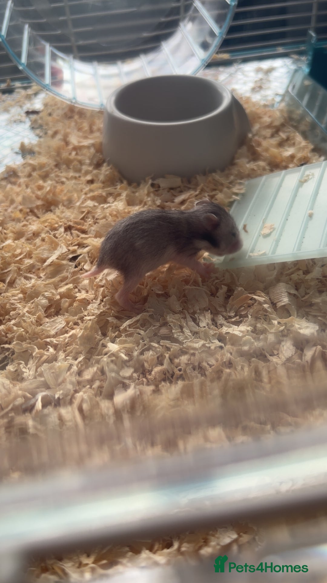 Hamster rodents for sale: Baby Syrian hamsters - Image 2