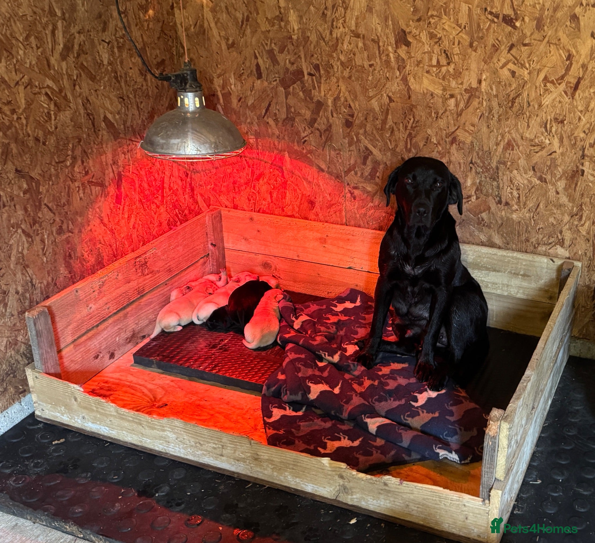 Labrador Retriever dogs Gamekeeper KC Labradors  - Advert 10