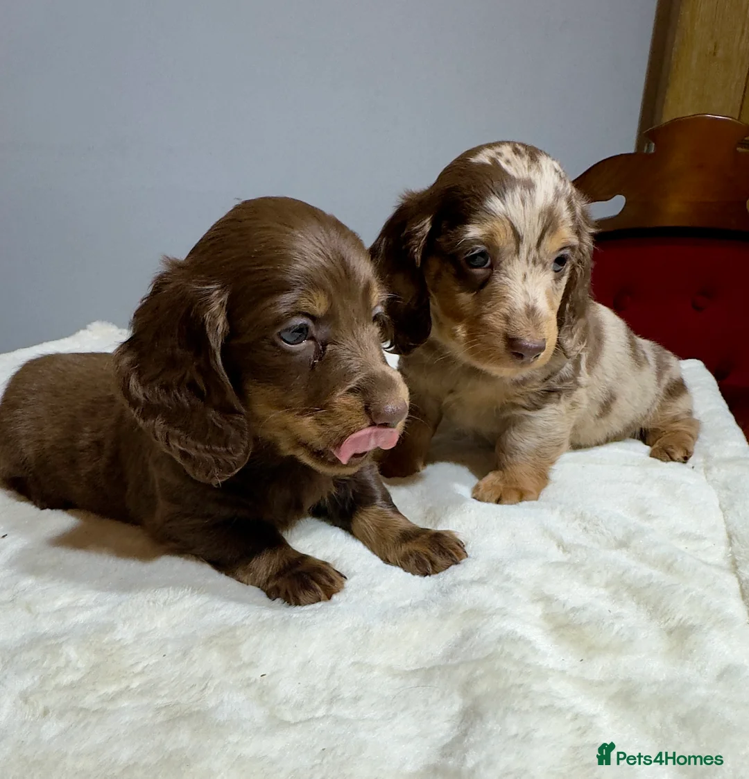 Miniature Dachshund dogs for sale: Long Hair Dachshund miniature Dapple  - Advert 2