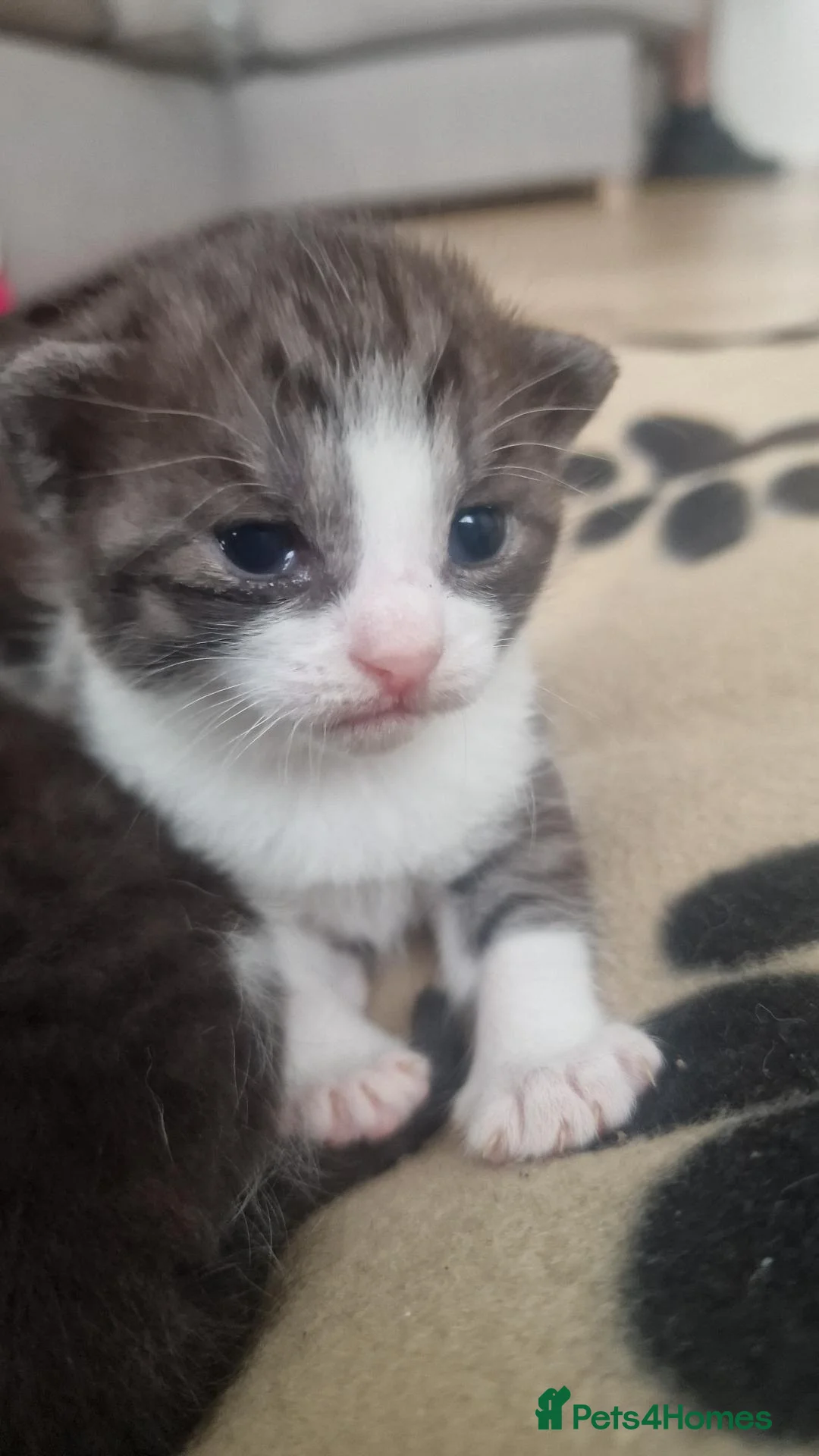 Mixed Breed cats for sale: LAST KITTEN LEFT!! READY NOW  - Advert 17