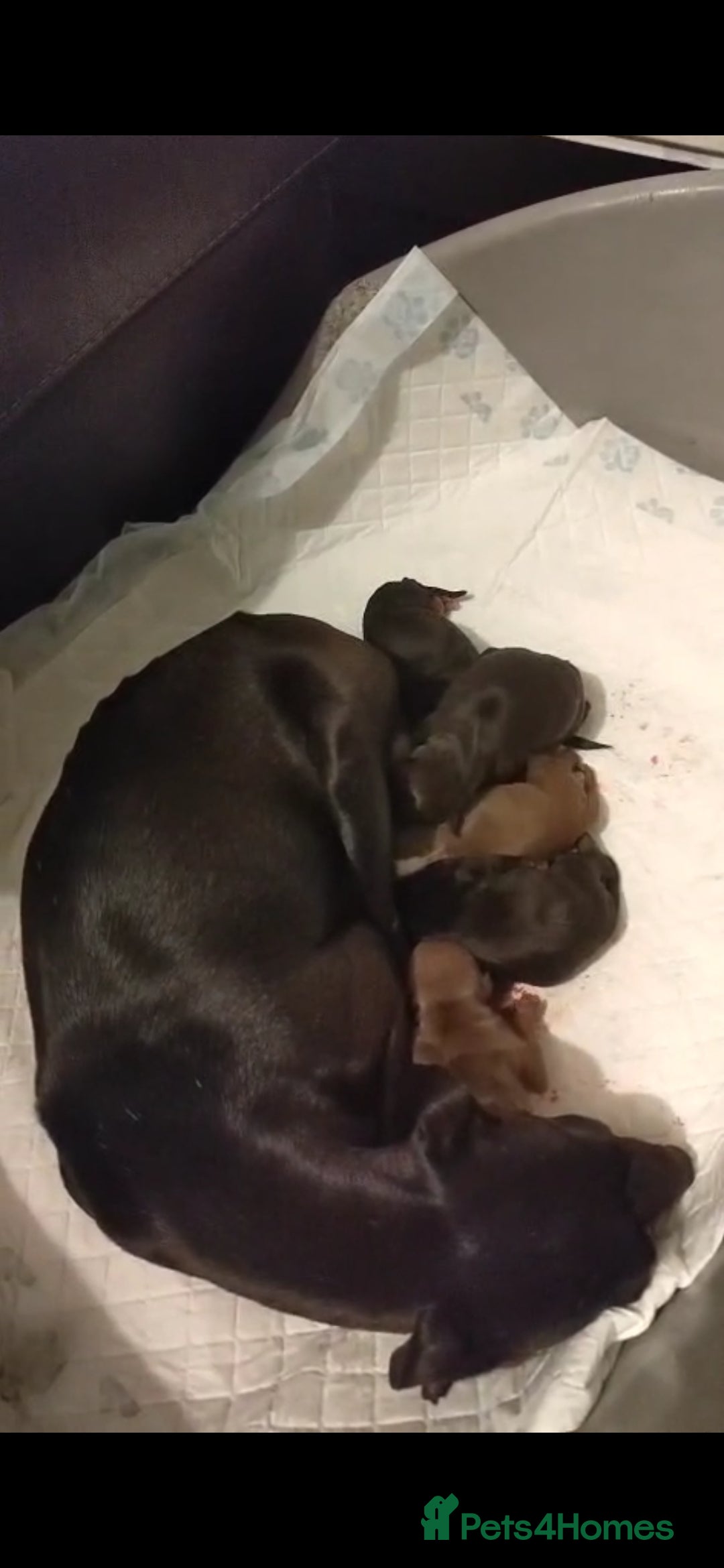 Italian Greyhound dogs for sale: Full bred Italian greyhound pups - Advert 8