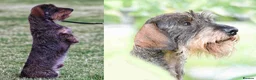 Miniature Dachshund dogs for sale: Wire Haired Dachshund Puppies KC Registered  - Advert 8