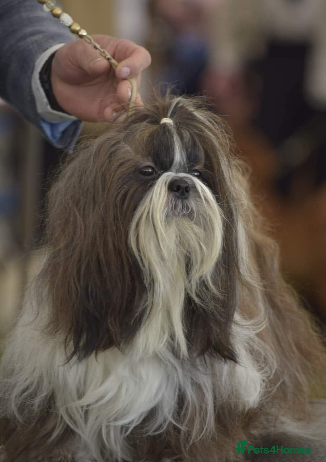 Shih Tzu dogs RKC Standard Shih Tzu - stud  - Advert 2