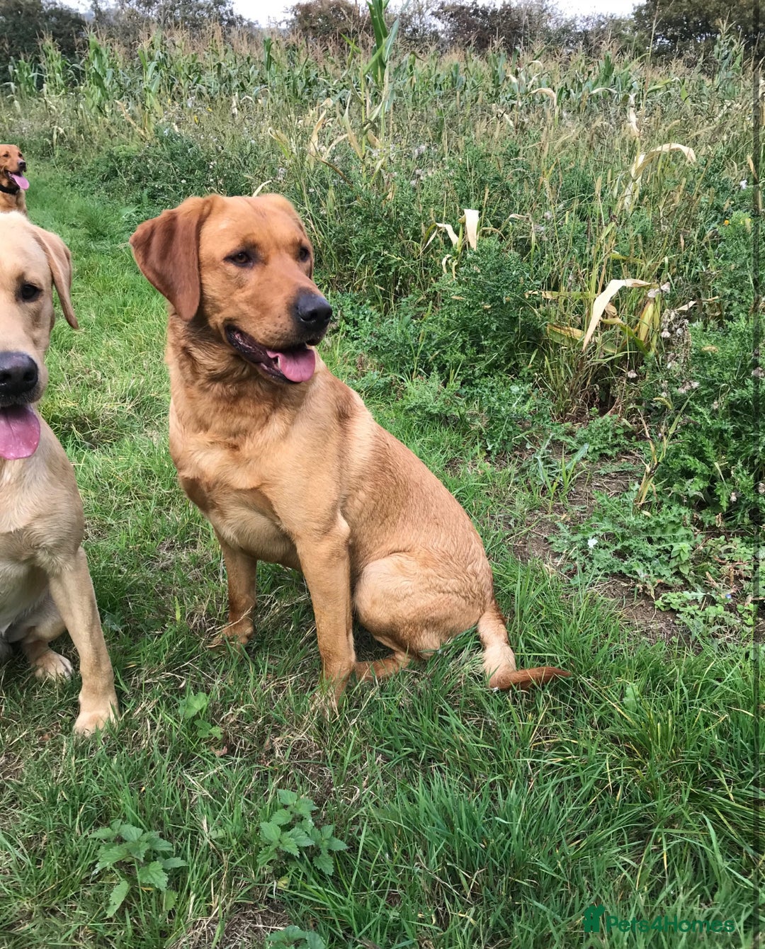 Labrador Retriever dogs for sale: Stunning KC Registered FoxRed/Black Labrador Pups  - Image 28