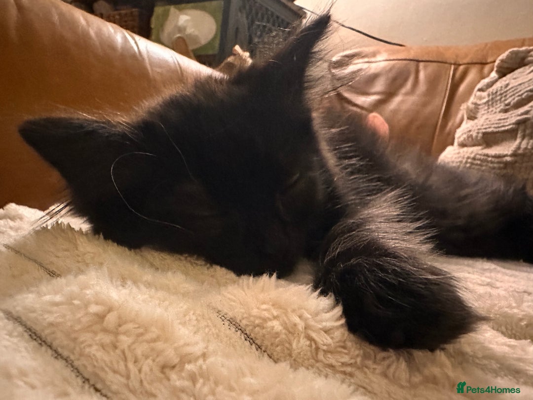 Mixed Breed cats for sale: Super fluffy female kitten - Advert 8