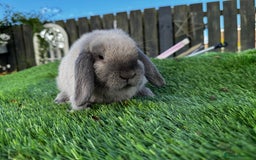 Mini Lop rabbits for sale: Mini Lop Boy (Buck) Named Teddy 14 weeks old - Image 3