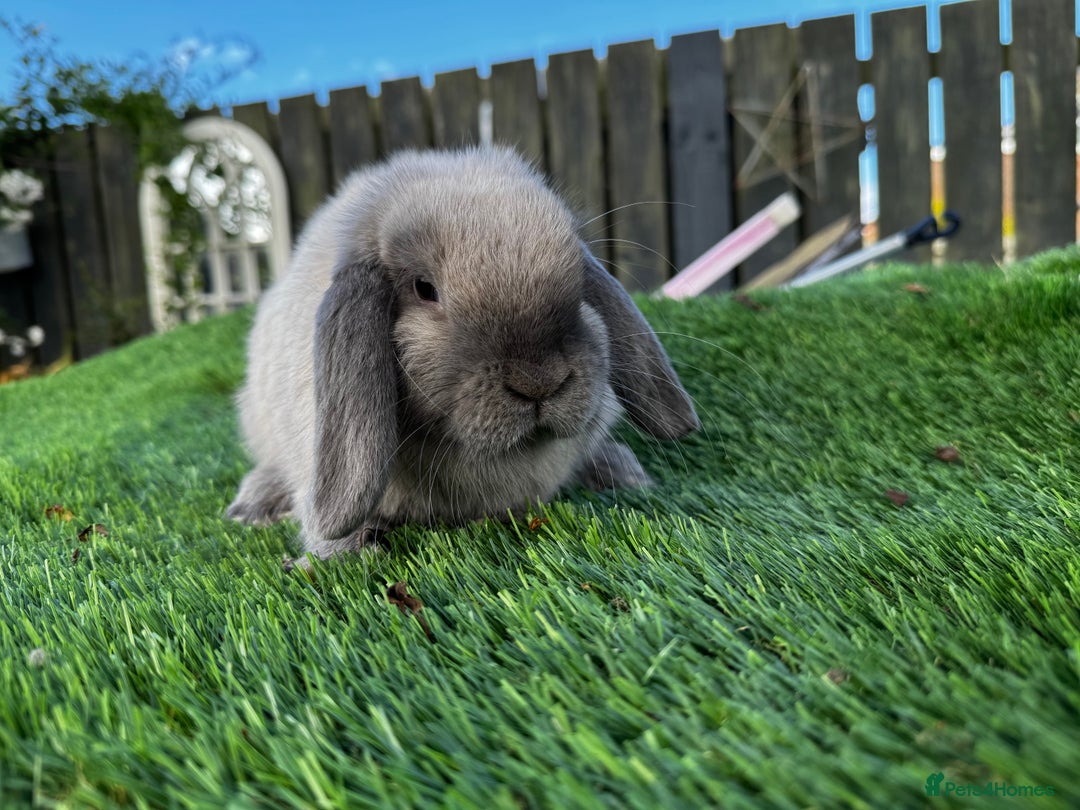 Mini Lop rabbits for sale: Mini Lop Boy (Buck) Named Teddy 14 weeks old - Image 3