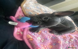 French Bulldog dogs for sale: French bulldog - Image 13