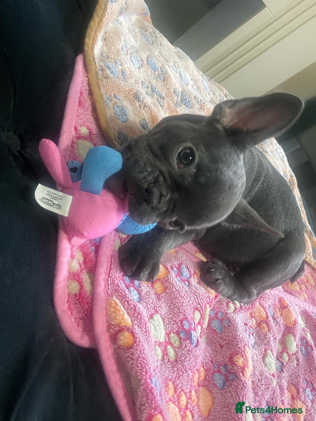 French Bulldog dogs for sale: French bulldog - Image 13