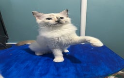 Ragdoll cats for sale: GCCF Ragdoll kittens ready now - Image 24