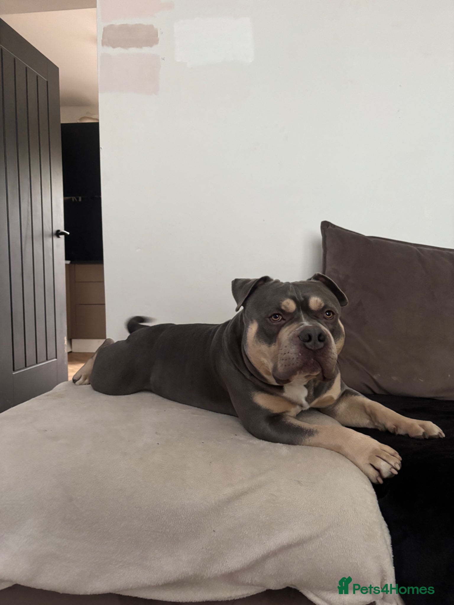 American Bulldog dogs American pocket bulldog  - Advert 1