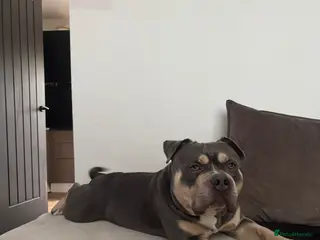 American Bulldog dogs American pocket bulldog - Advert 1