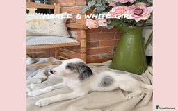 Mixed Breed dogs for sale: ☀️PERFECT POOGLES (beagleXminiature poodle)☀️ in Rhayader - Image 30
