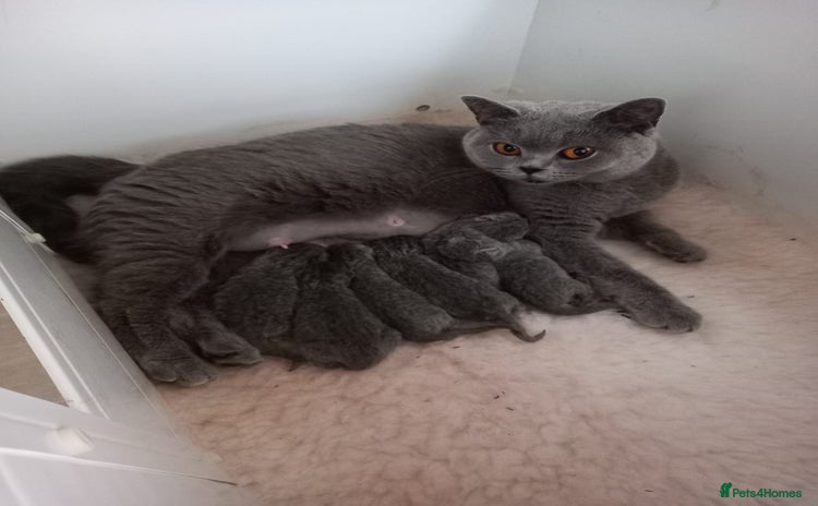 British Shorthair cats - Advert 14