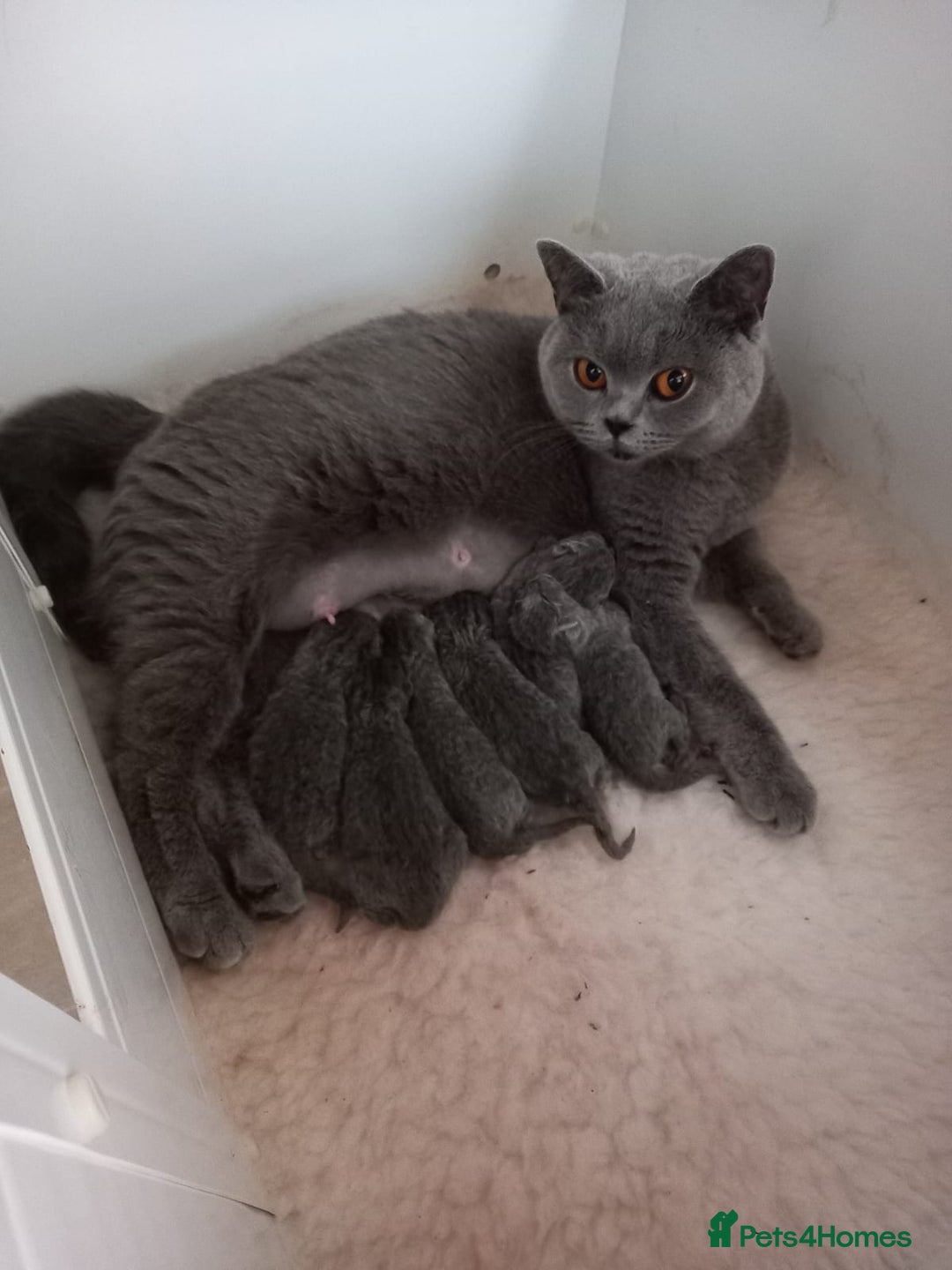 British Shorthair cats for sale: British shorthair blue boys - Image 1