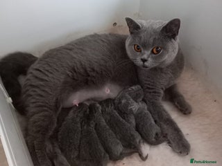 British Shorthair cats - Advert 34