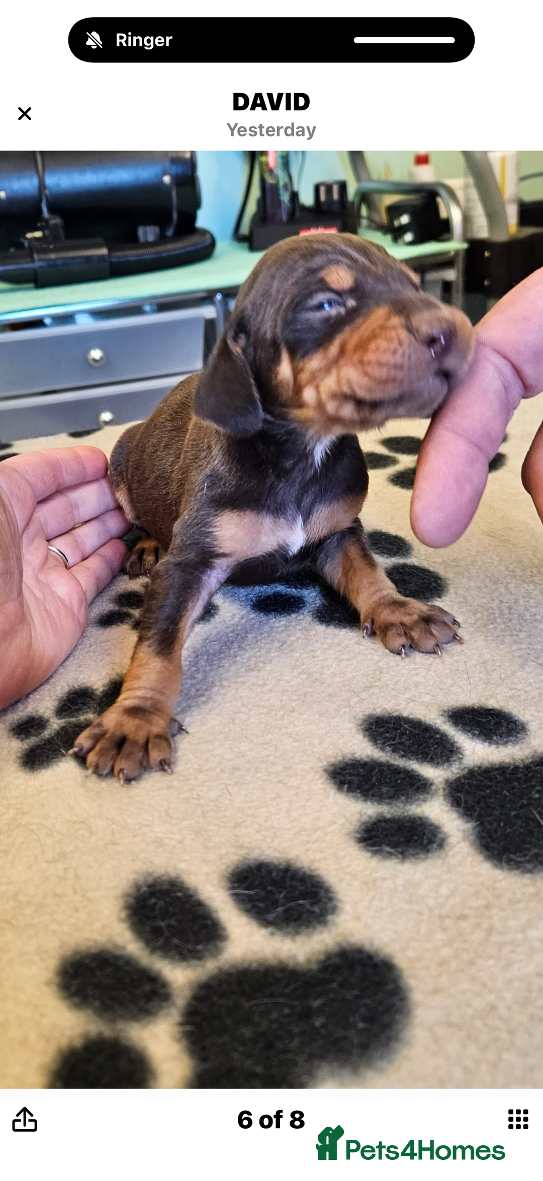 Mixed Breed dogs for sale: Hungarian vizsla pups top quality pups  - Advert 23